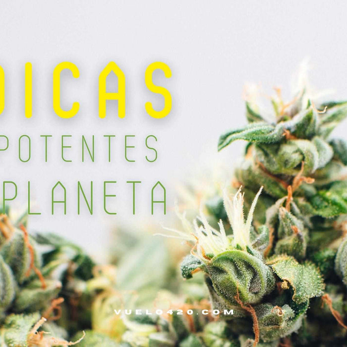Las Indicas más Potentes del Mundo
