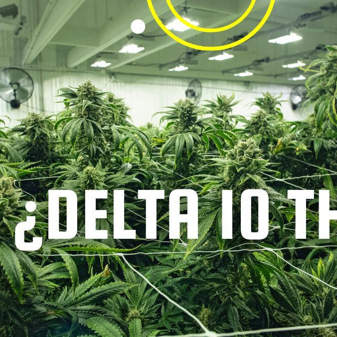 ¿QUÉ ES EL DELTA 10 THC? AQUÍ TE DECIMOS TODO- Vuelo 420 Smoke Shop Mexico Monterrey