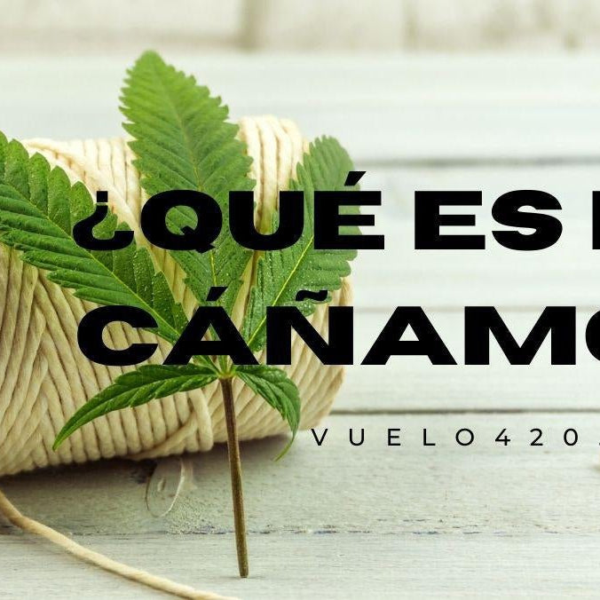 El Cáñamo ¿Qué Es? ¿De Donde Proviene? Todo Lo Que Necesitas Saber- Vuelo 420 Smoke Shop Mexico Monterrey