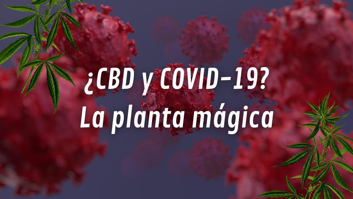 El compuesto de cannabis CBD podría prevenir y combatir la infección por COVID-19 segun estudios- Vuelo 420 Smoke Shop Mexico Monterrey