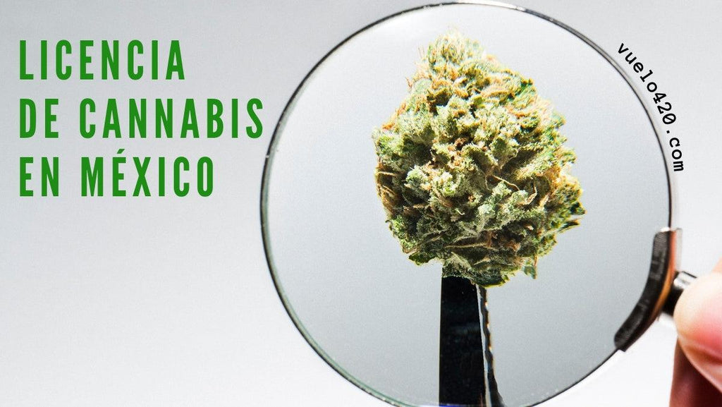 ¿Como obtener el permiso de COFEPRIS para sacar una licencia de uso y cultivo de cannabis en México?