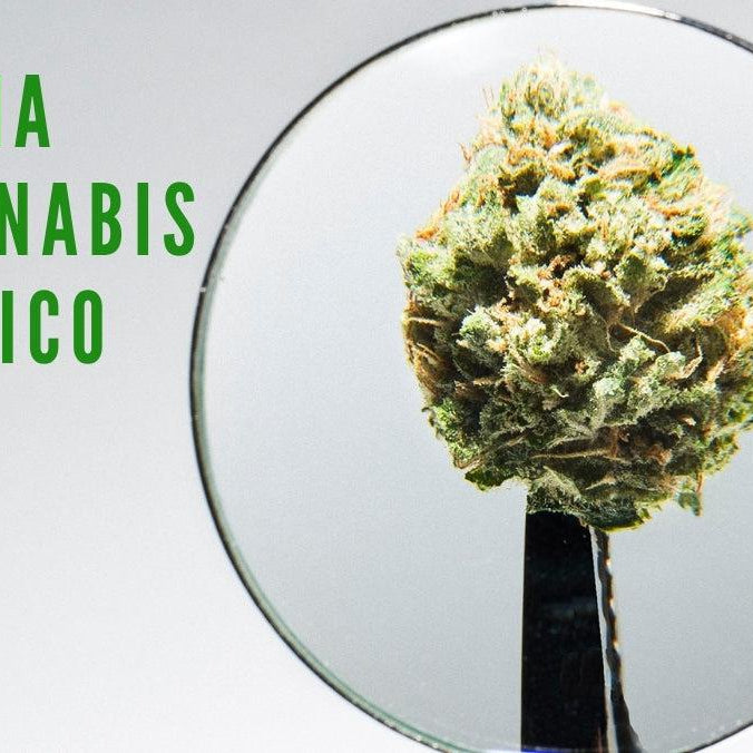 ¿Como obtener el permiso de COFEPRIS para sacar una licencia de uso y cultivo de cannabis en México?- Vuelo 420 Smoke Shop Mexico Monterrey