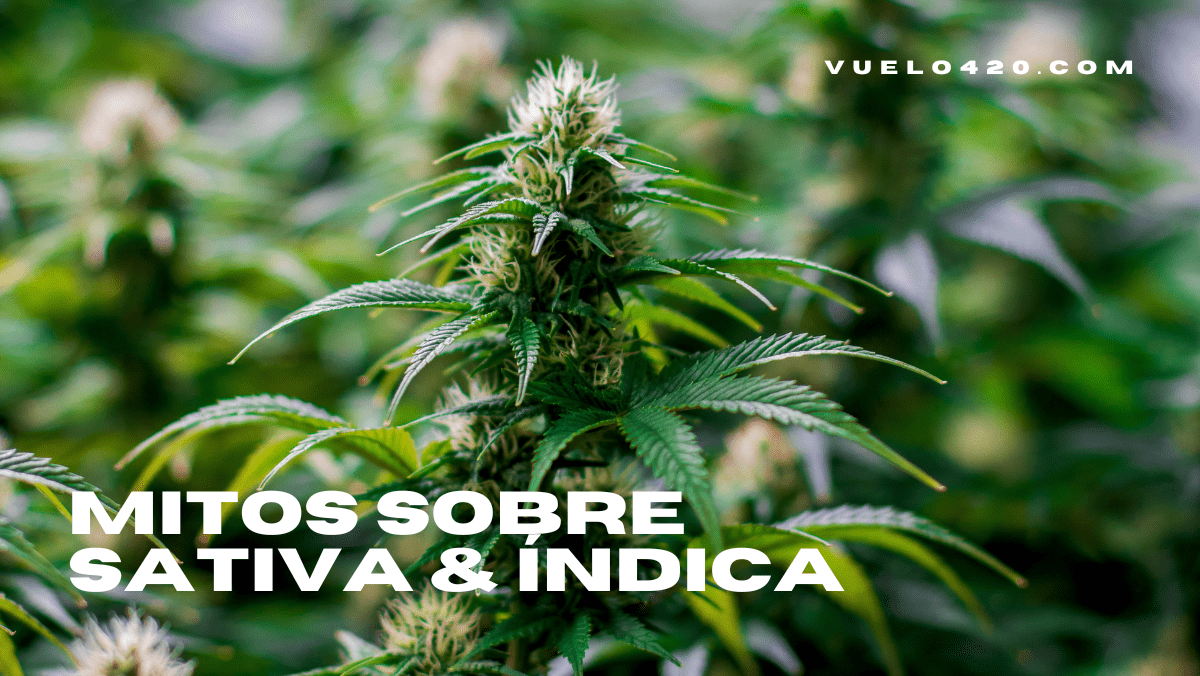 Mitos y realidades sobre sativa e índica