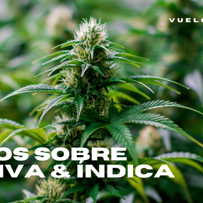 Mitos y realidades sobre sativa e índica