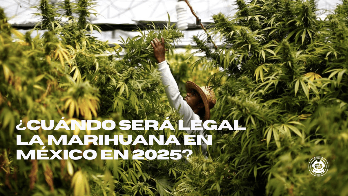 ¿Cuándo será legal la marihuana en México en 2025?